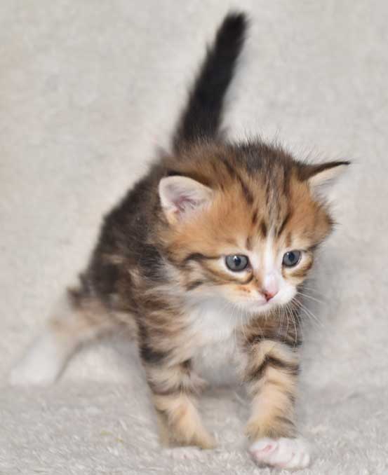 sibirisk kattunge Nyx