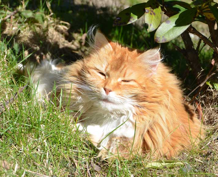 sibirisk katt Queeni