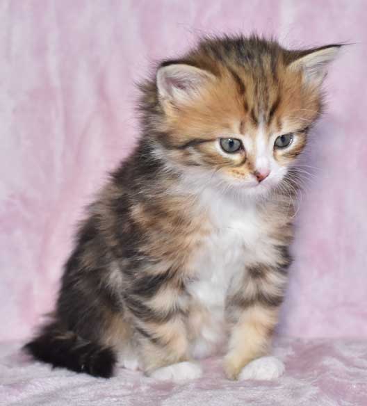 sibirisk kattunge Nyx