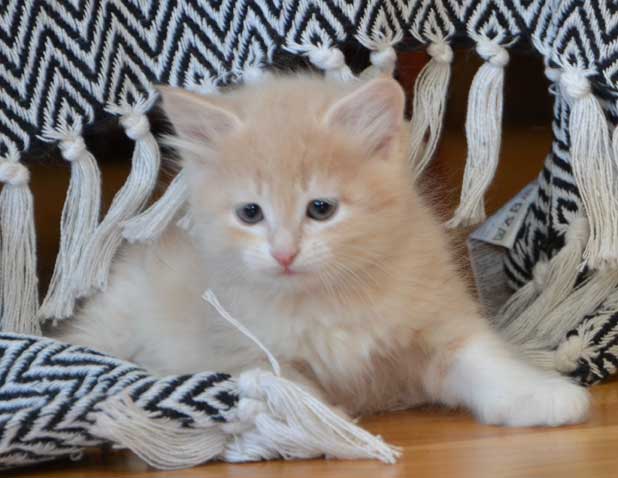 sibirisk kattunge Magni