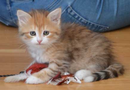 sibirisk kattunge Miranda
