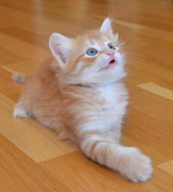 sibirisk katt Mir