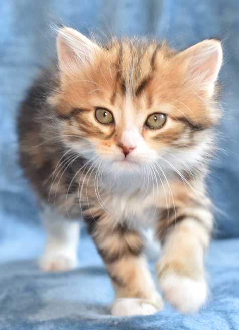 sibirisk kattunge Nyx