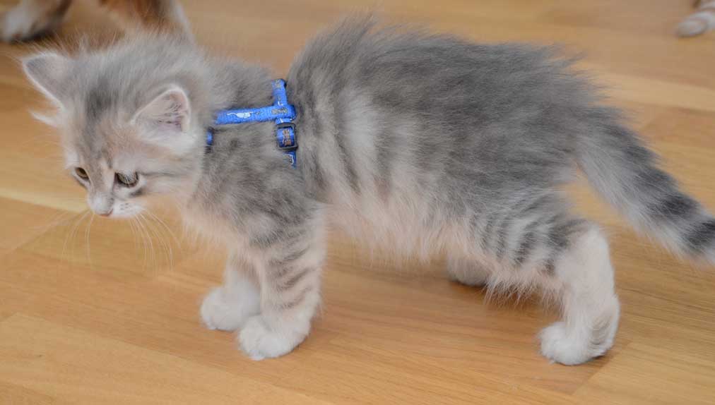 sibirisk kattunge Mr. Spock