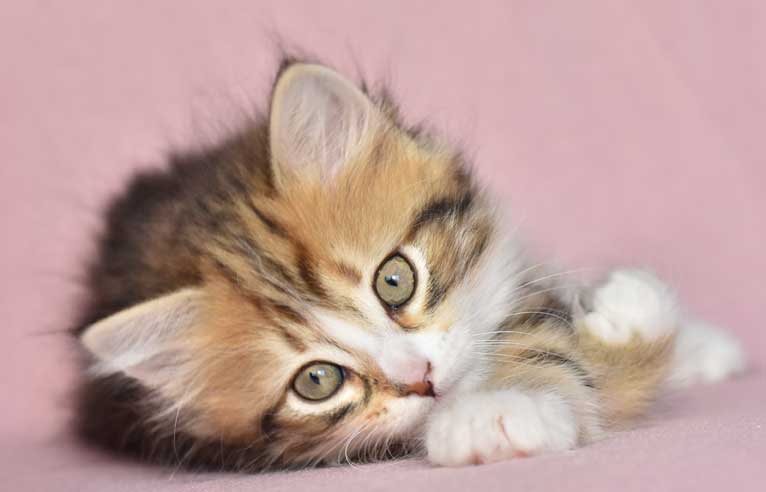 sibirisk kattunge Nyx
