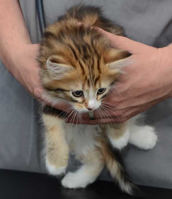 sibirisk kattunge Nyx