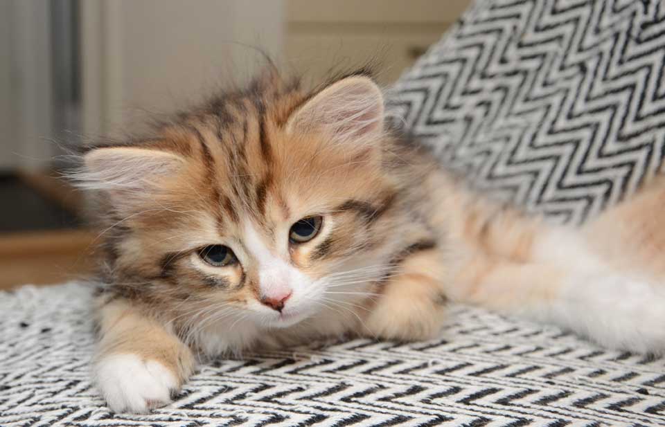 sibirisk kattunge Nyx