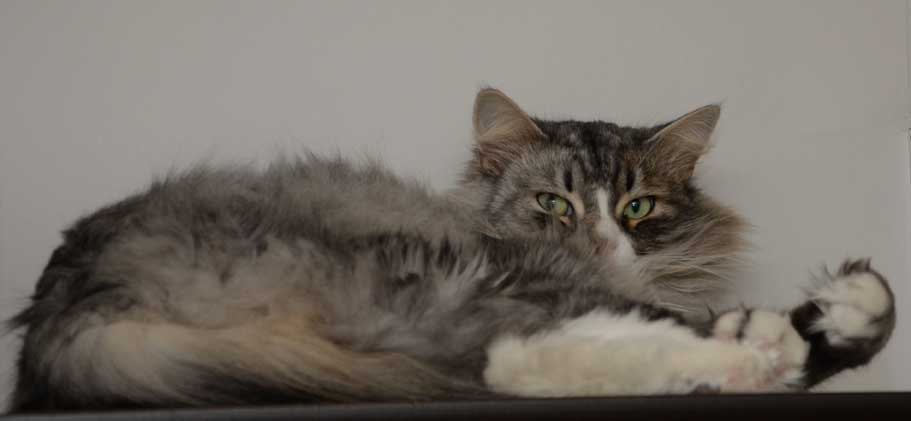 Sibirisk katt Leonis