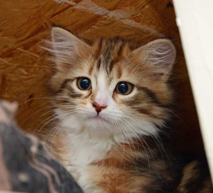 sibirisk kattunge Nyx