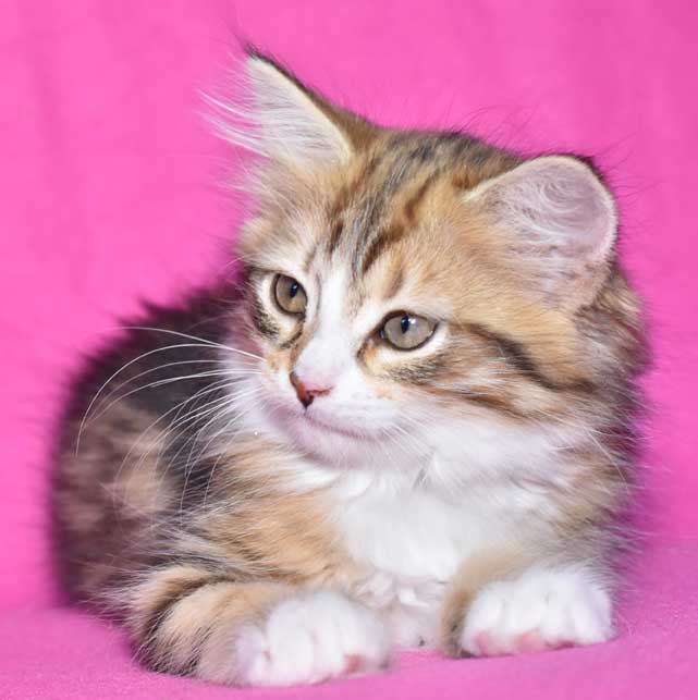 sibiirisk kattunge Nyx