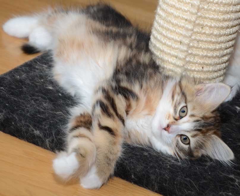sibirisk kattunge Nyx