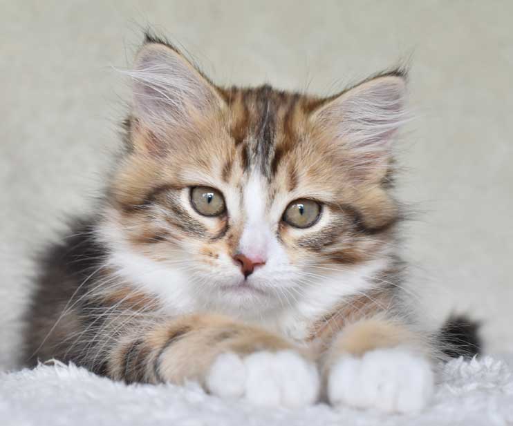 sibirisk kattunge Nyx