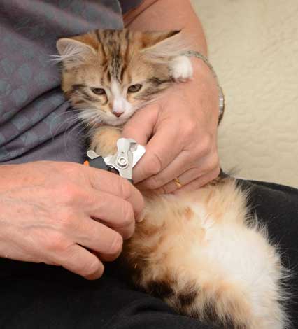 sibirisk kattunge Nyx