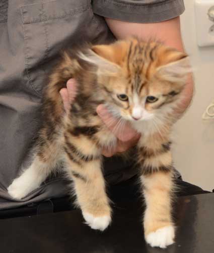 sibirisk kattunge Nyx