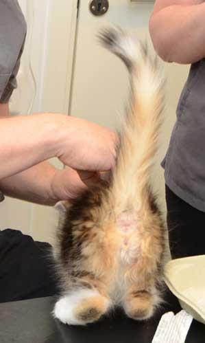 sibirisk kattunge Nyx