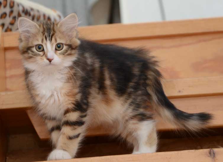 sibirisk kattunge Nyx