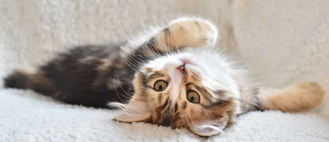 sibirisk kattunge Nyx