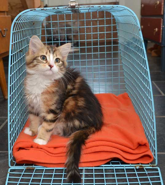 sibirisk kattunge Nyx