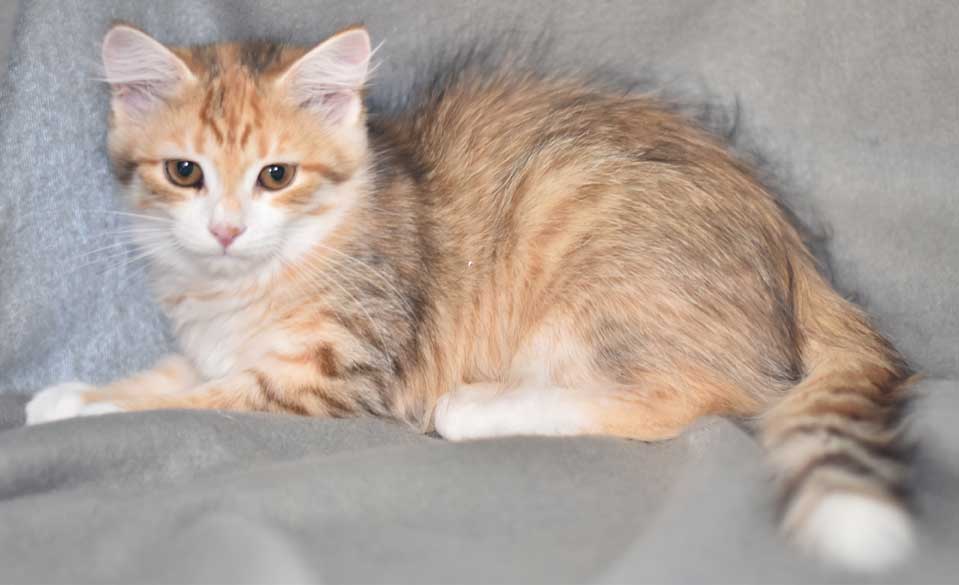 sibirisk kattunge Miranda