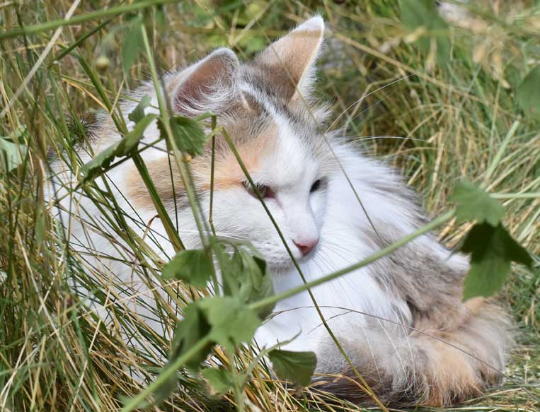 sibirisk katt Tracie