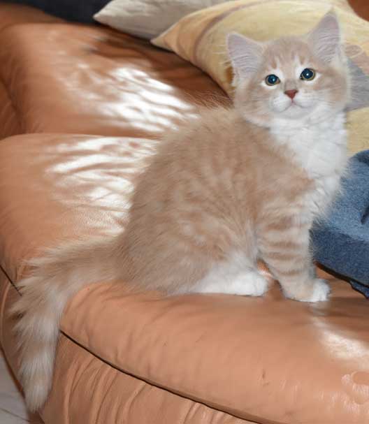 sibirisk katt Mantas Turbo