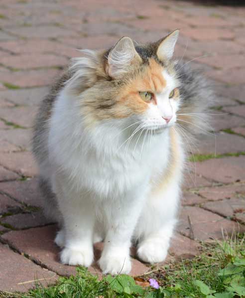 sibirisk katt Colbie