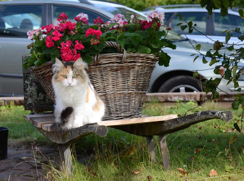sibirisk katt Colbie