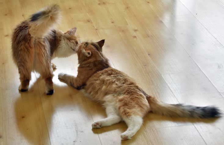Sibirisk katt Uni o Dani