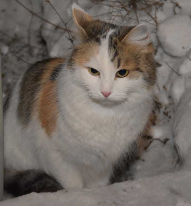 sibirisk katt Tracie
