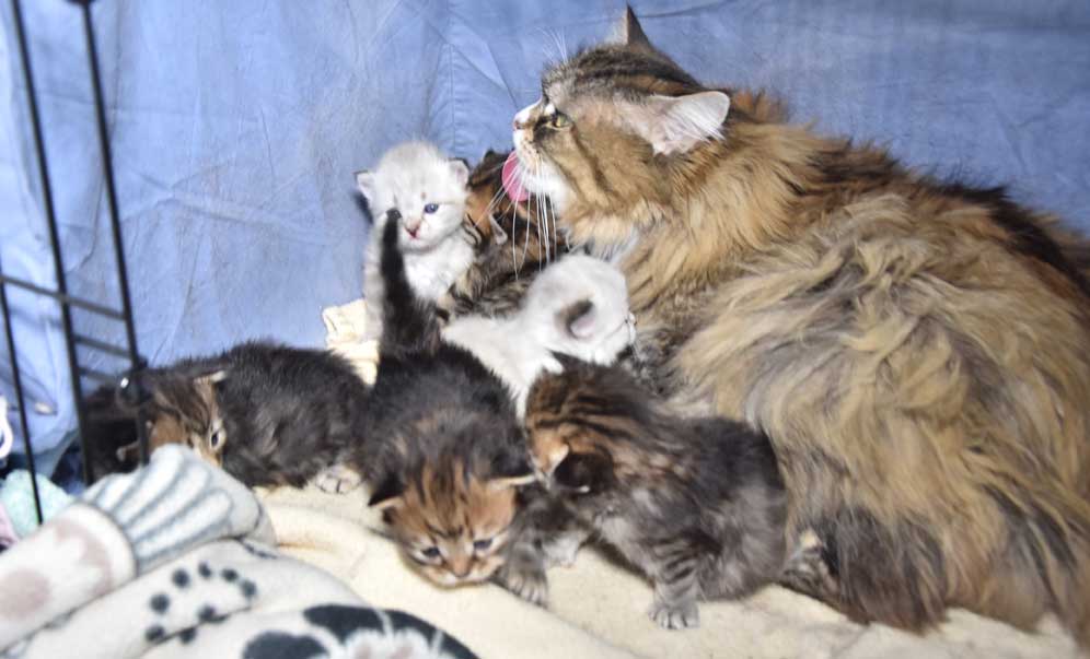sibirisk katt Mitzi