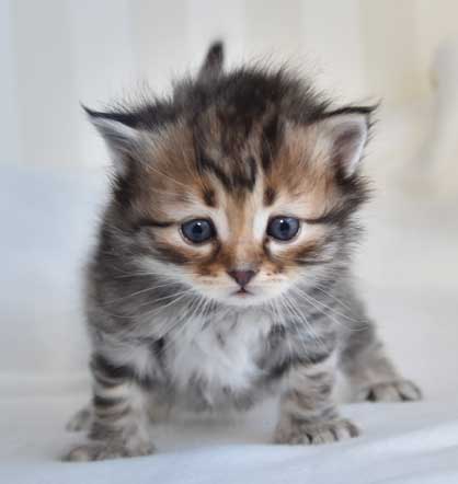 sibirisk katt Odin