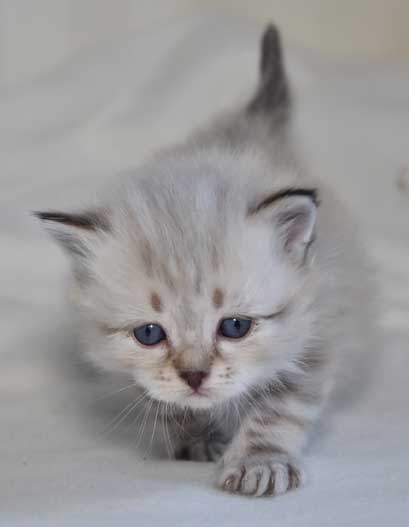 sibirisk katt Orion