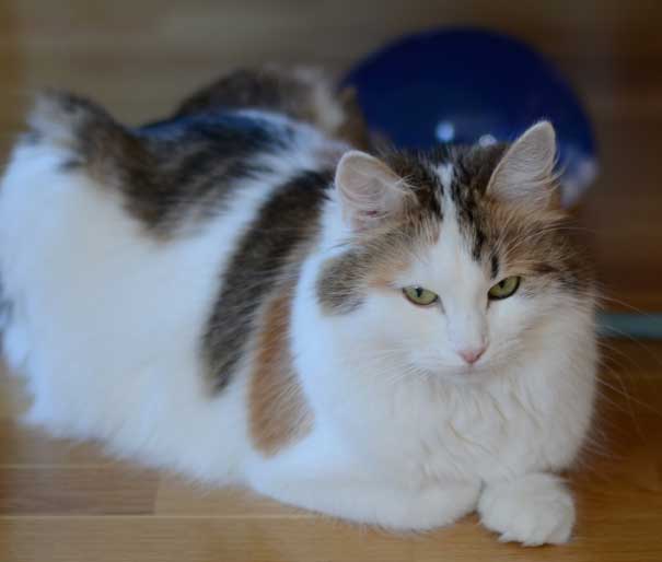 sibrisk katt Tracie