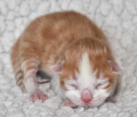 sibirisk kattunge Pollux