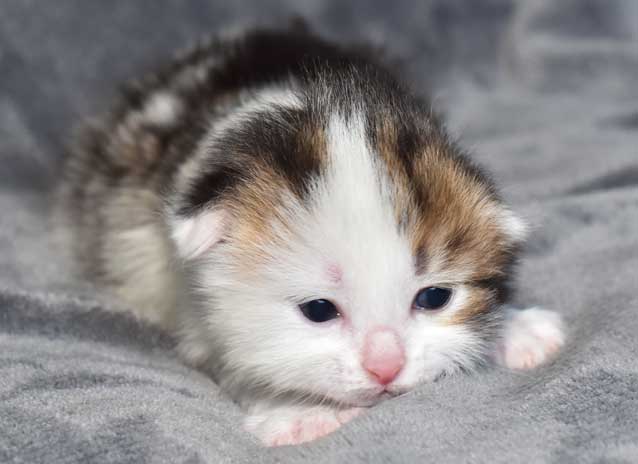 sibirisk kattunge Puck