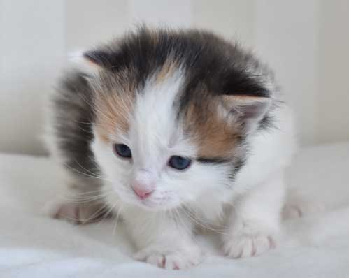 sibirisk kattunge Pandora