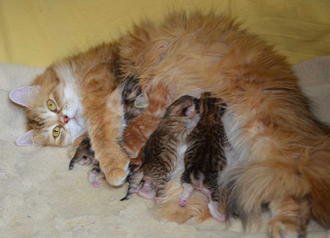 sibirisk kattungar Qq-kull