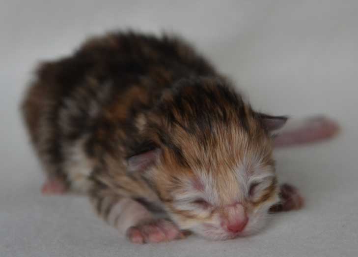 sibirisk kattunge Quine