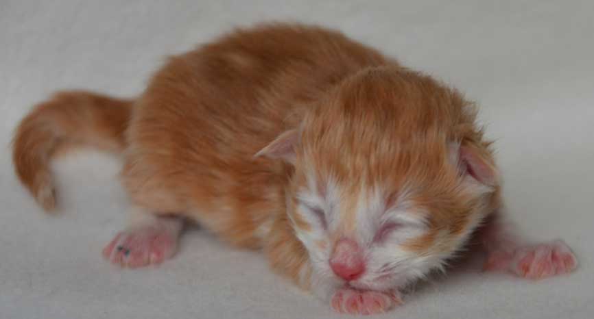 sibirisk kattunge Quito