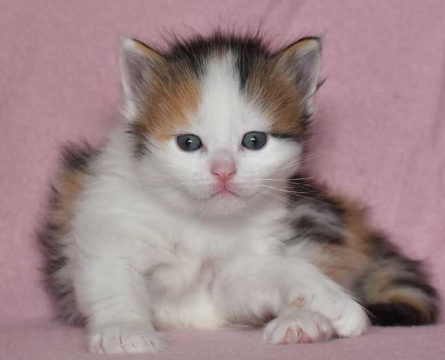 sibirisk kattunge Pandora