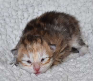 sibirisk kattunge Quine