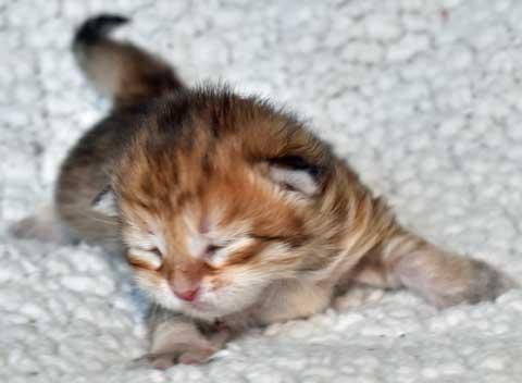 sibirisk kattunge Quirk