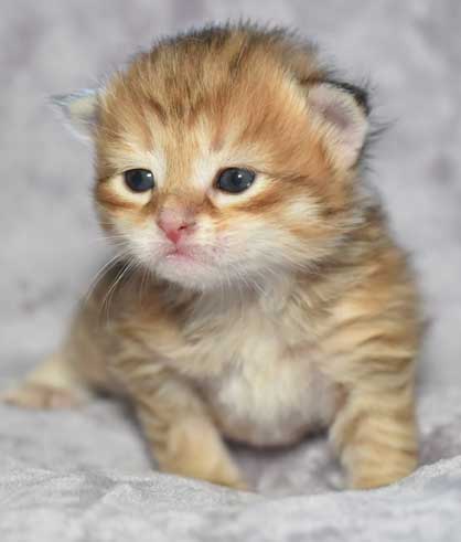 sibirisk kattunge Quirk