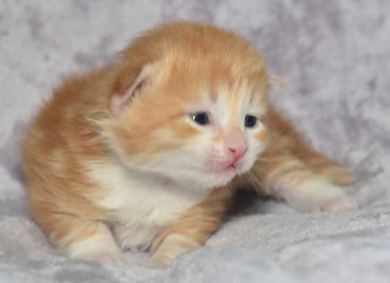 sibirisk kattunge Quito