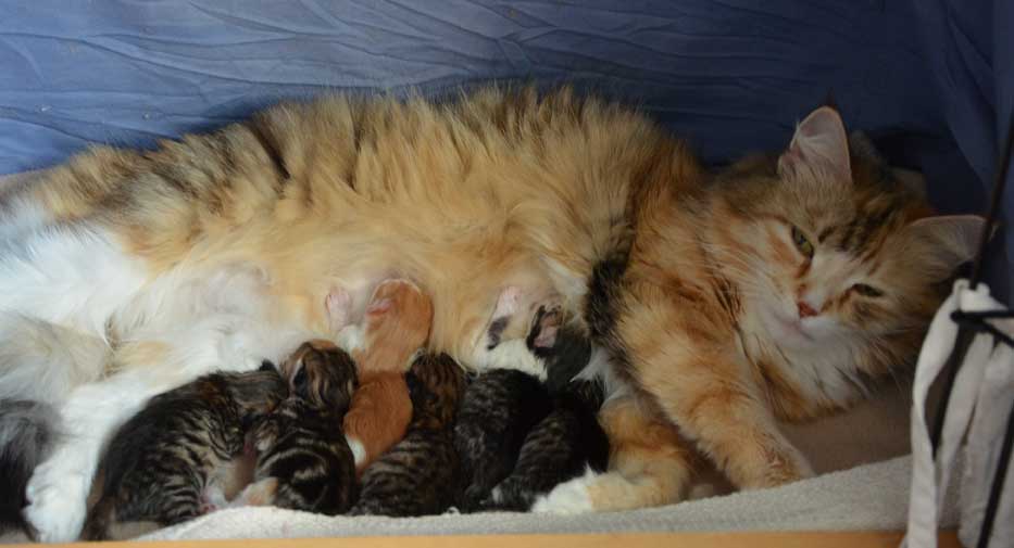sibirisk katt Dani