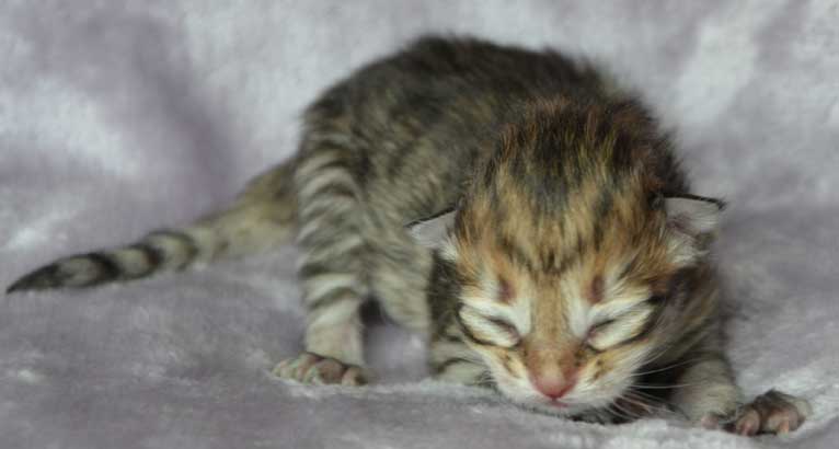 sibirisk kattunge Rocco