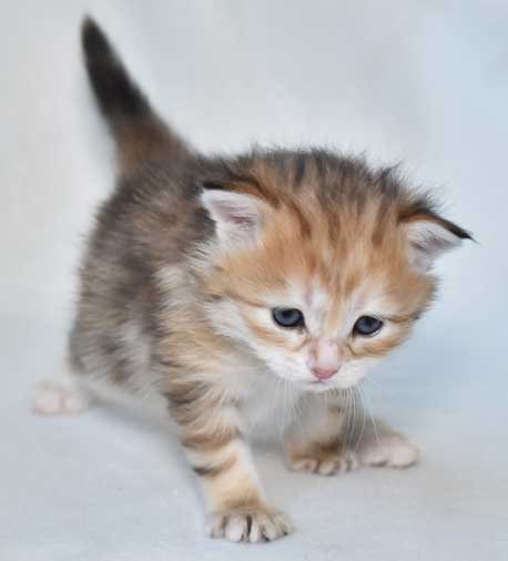 sibirisk kattunge Quine