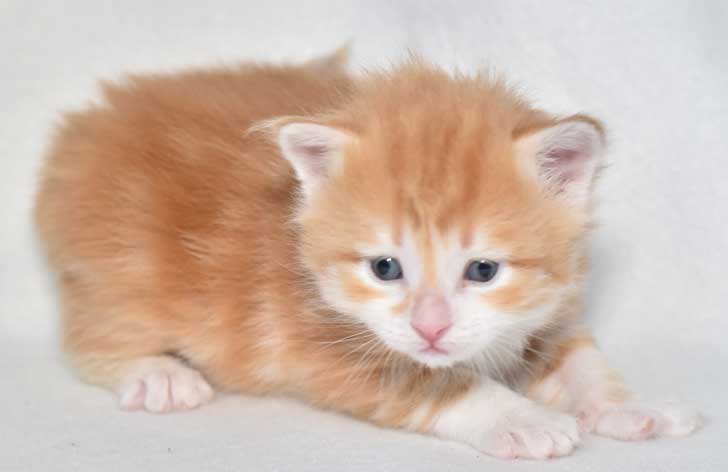sibirisk kattunge Quito