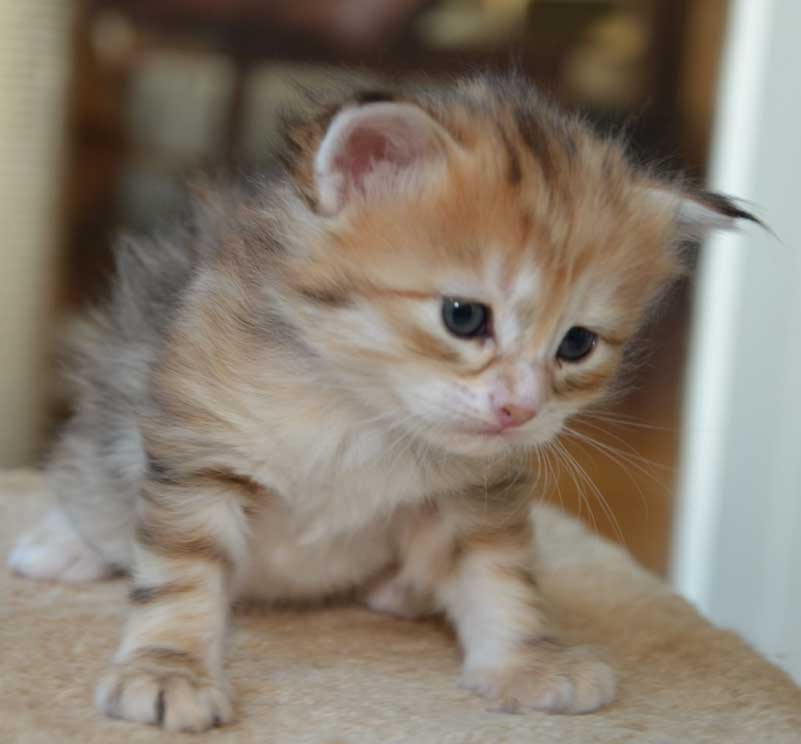 sibirisk kattunge Quine