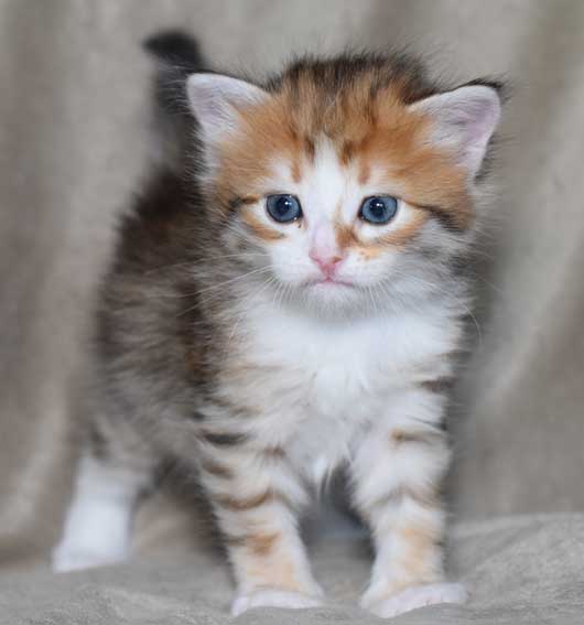 sibirisk kattunge Quadri
